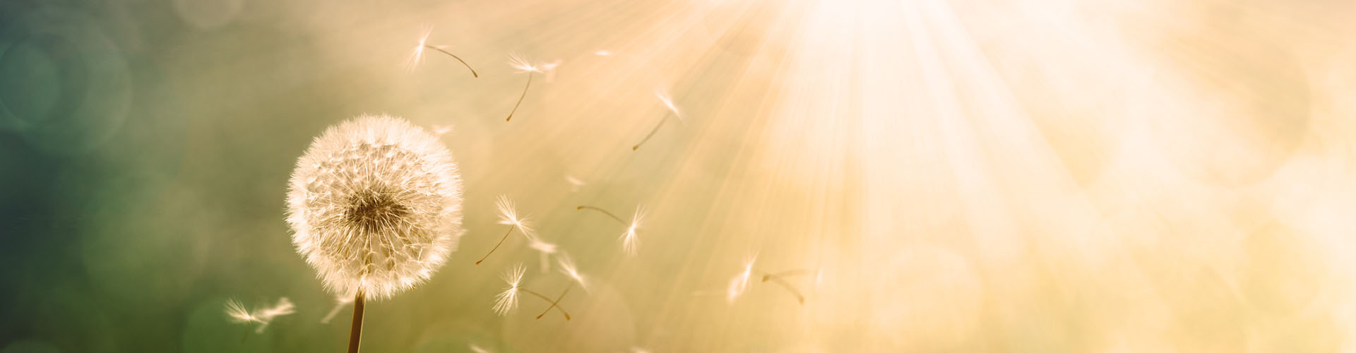 Vergänglichkeit und Erinnerung in Stein – Steinmetzbetrieb Tauchert Verwelkte Pusteblume im Gegenlicht, Samen fliegen davon; Symbol für Vergänglichkeit, Steinmetzbetrieb Tauchert.