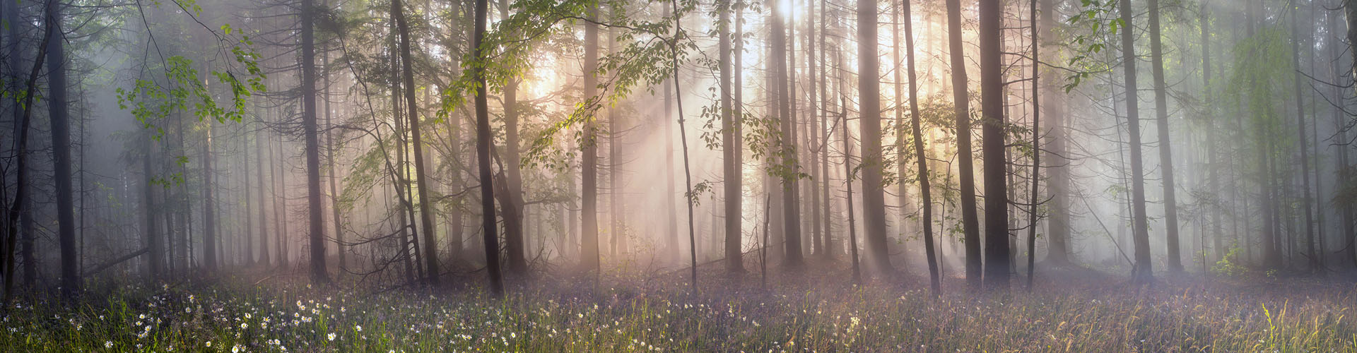 Natürliche Materialien für würdevolle Grabsteine – Steinmetzbetrieb Tauchert Mystische Waldszene mit Nebel und durchscheinendem Licht; Inspiration für naturnahe Grabsteine von Steinmetzbetrieb Tauchert.